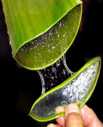 Aloe Vera Benefits Aloe Vera Benefits