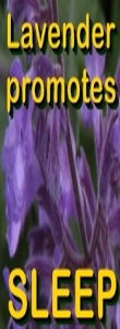 Ormus Minerals -Ormus Rich Aloe Vera Skin Cream with Lavender benefit -sleep Ormus Minerals -Ormus Rich Aloe Vera Skin Cream with Lavender benefit -sleep